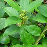 Gymnema Sylvestre